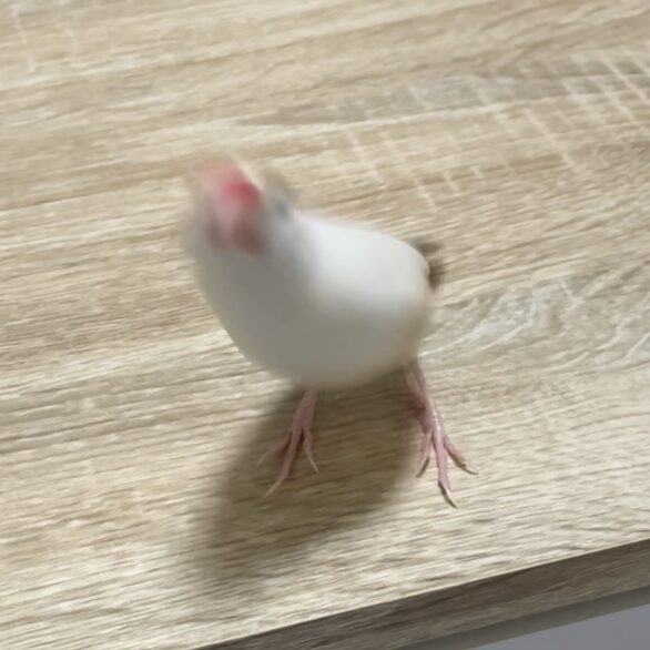結花